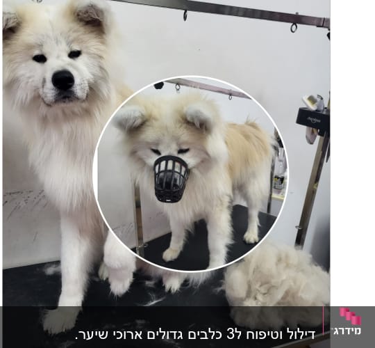 כלב עם מחסום על שולחן טיפוח, פרווה גזוזה בצד